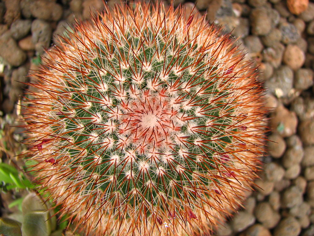 Fibonacci in cactus