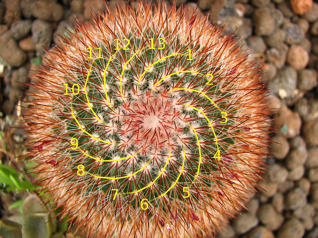 Cactus with Fibonacci 13-spiral
