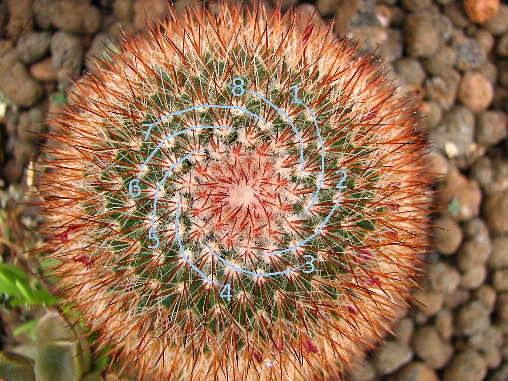 Cactus with Fibonacci 8-spiral