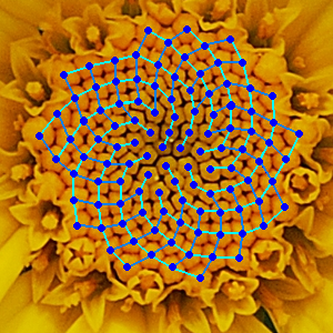 Chamomile flower with Fibonacci spirals